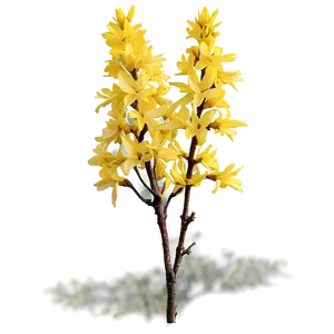 Forsythia Flower Bush PNG Fwf19 PNG