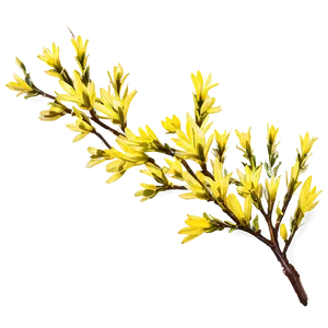 Forsythia Flower Bush PNG Lgn65 PNG