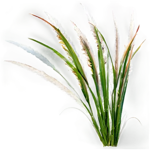 Fountain Grass Png 77 PNG image