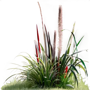 Fountain Grass Png Syf85 PNG image