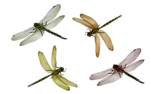 Four Dragonflies Black Background