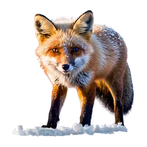 Fox In Snow Png Rca PNG image