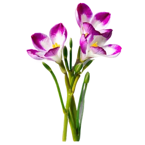 Fragrant Freesia PNG Vhe5 PNG