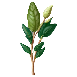 Fragrant Herb PNG 15