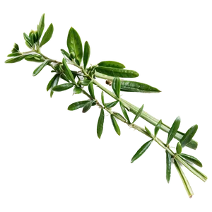 Fragrant Herb PNG Mfs60