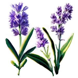 Fragrant Lavender PNG Ntx58