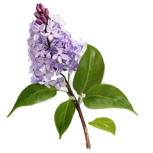 Fragrant Lilac PNG 06122024 PNG