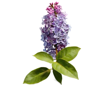 Fragrant Lilac PNG 06122024