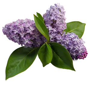 Fragrant Lilac Png 06122024 PNG image