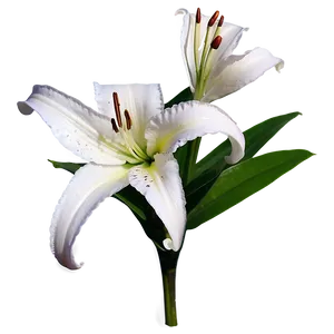 Fragrant Lily Flower PNG 06272024