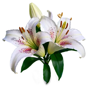 Fragrant Lily Flower PNG 71