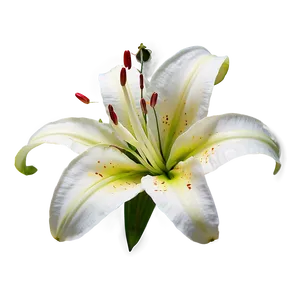 Fragrant Lily Flower PNG Vgv53 PNG