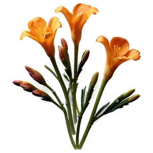 Fragrant Orange Freesia PNG 06122024