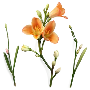 Fragrant Orange Freesia Png 87 PNG image