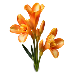 Fragrant Orange Freesia Png Les3 PNG image