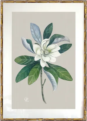 Framed Magnolia Botanical Illustration PNG image