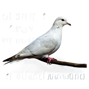 Free Dove Clipart PNG 06262024