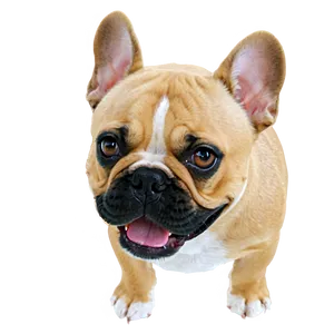 French Bulldog Face PNG Vxb