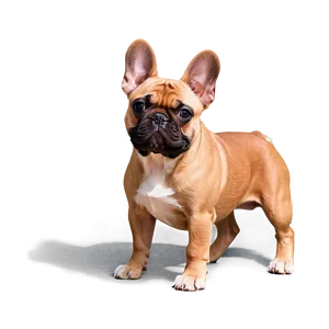 French Bulldog Icon Png Bky PNG image