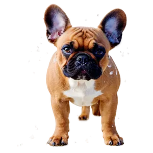 French Bulldog In Snow PNG 60 PNG