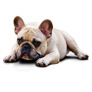 French Bulldog Lying Down Png 46 PNG image