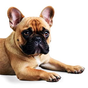 French Bulldog Lying Down PNG Xgu PNG