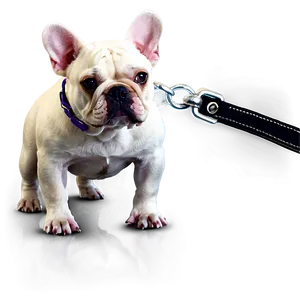 French Bulldog On Leash PNG 82