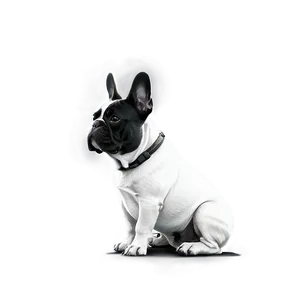 French Bulldog Outline Png Qcx PNG image