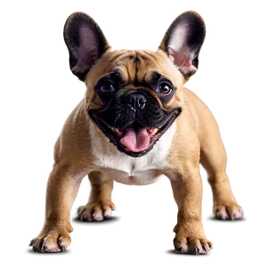 French Bulldog Playing PNG 94 PNG