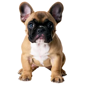 French Bulldog Puppy PNG 06202024