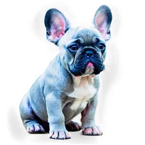 French Bulldog Puppy Sitting PNG 06202024 PNG