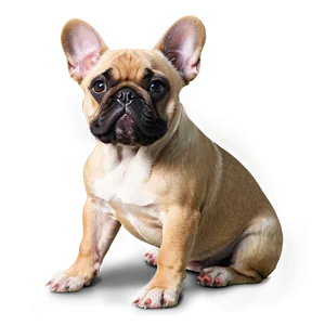 French Bulldog Sitting PNG 58