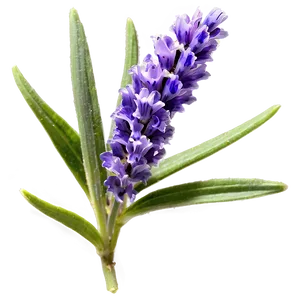 French Lavender Flower PNG 90 PNG