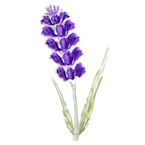 French Lavender Flower PNG Exo PNG