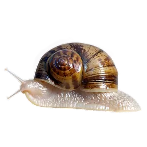French Snail Png 84 PNG image