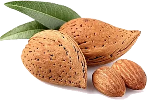 Fresh Almonds With Leaves.png