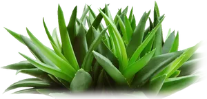 Fresh Aloe Vera Plant P N G PNG image