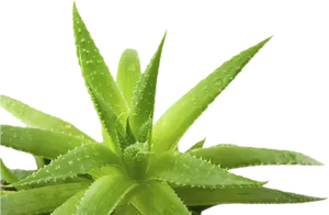 Fresh Aloe Vera Plant PNG image