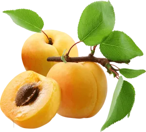 Fresh Apricots Branch Transparent Background PNG image