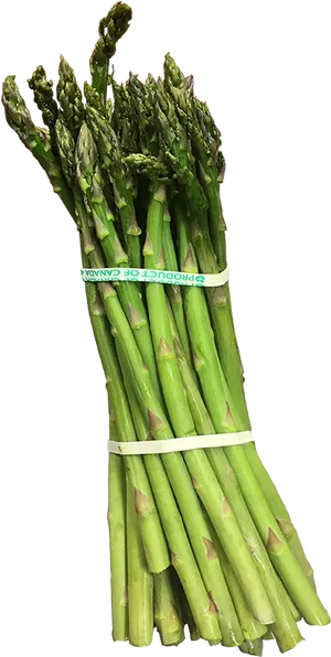 Fresh Asparagus Bunch PNG image