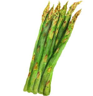 Fresh Asparagus Watercolor Illustration