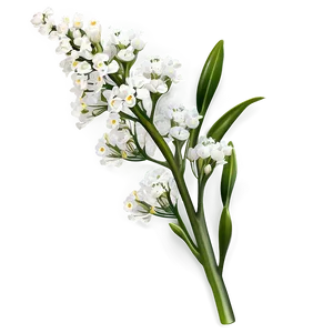 Fresh Babys Breath Sprig Png Mfa PNG image