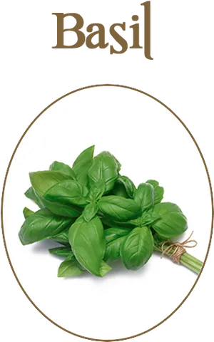 Fresh Basil Herbs Image PNG image