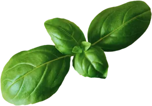 Fresh Basil Leaves Isolated.png PNG image