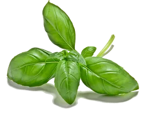 Fresh Basil Leaves Isolated.png PNG image