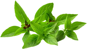Fresh Basil Leaves Transparent Background PNG image