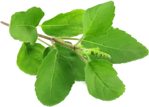 Fresh Basil Leaves Transparent Background PNG image