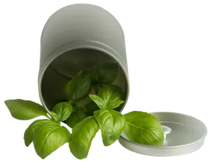 Fresh Basil Leavesin Container PNG image