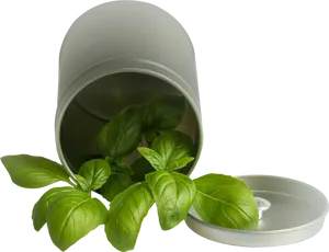 Fresh Basil Leavesin Container PNG image