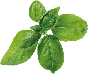 Fresh Basil Leaveswith Water Droplets.png PNG image